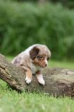 BERGER AUSTRALIEN PUPPIES 794